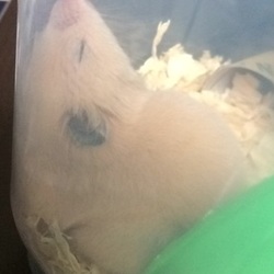 「スーちゃん」サムネイル3