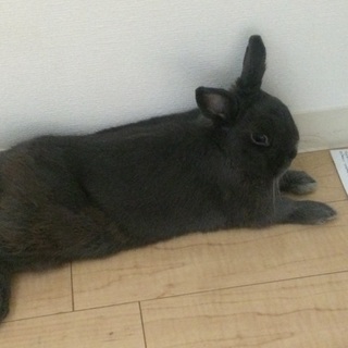 ネザーランドドワーフ仙太郎くんです(^^)