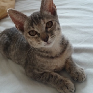 マグちゃん・穏やかな癒し系