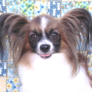 パピヨン5歳と6歳女の子