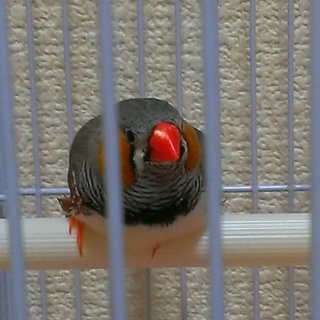 キンカチョウの里親さん募集