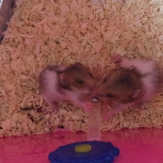 8/2日生まれのゴルハムちゃん残り三匹！