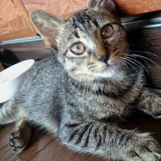 マッキー・遊び好きのわんぱく【マグときょうだい】