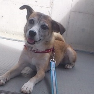 ジャックラッセルｍｉｘ？７㌔・小柄で若い母犬