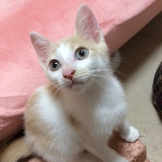 ほんわかミルクティ5兄弟長しっぽ男の子