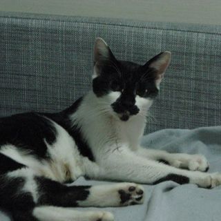 人懐っこい子猫の里親募集