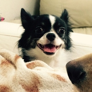 大人しいチワワです！