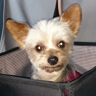 ヨーキーらしい可愛い男の子♪