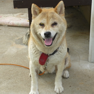 柴犬の里親を募集してます。