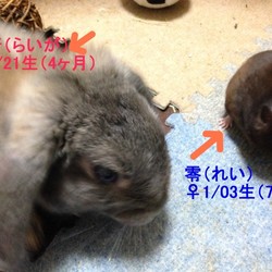 「生後5ヶ月を無事にすぎました。もうすぐ成長期終わり」サムネイル2