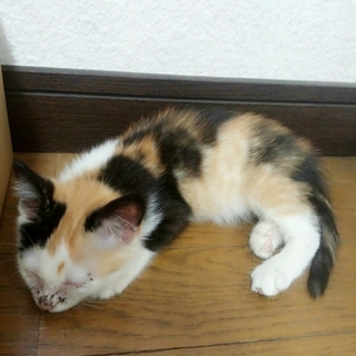 可愛い三毛猫の子猫ちゃんです！