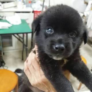 カラスにつつかれていた子犬を幸せにしたいです