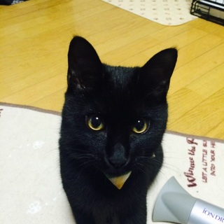 犬とも人とも仲良くできるにゃんこです！