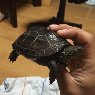 とても元気なクサガメの里親を探しております。