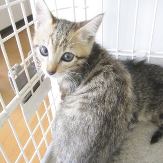 お留守番OK 淡い色合いのきじ虎ひろし君 動画有り