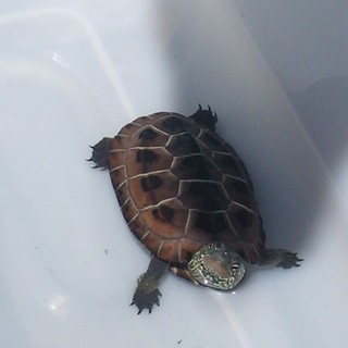 クサガメの子ども