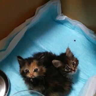 子猫2匹の里親を募集してます！