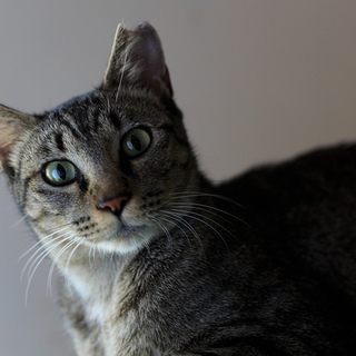 懐こくて可愛いび～ちゃん