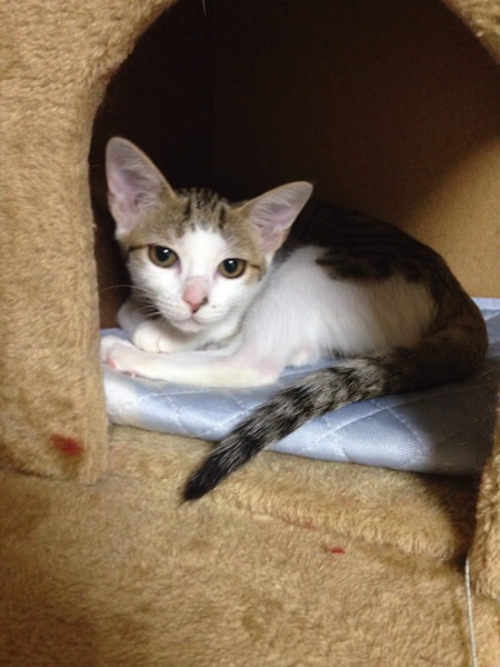 くりくりおめめの美人さん サムネイル5