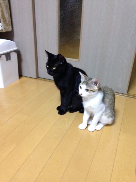 くりくりおめめの美人さん サムネイル6