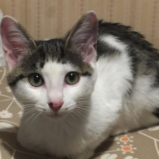 かわいい子猫の里親になってください