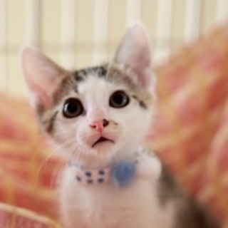 甘えん坊こねこ☆コゲくん