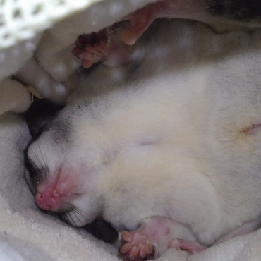 フクモモのすみれが来てから早5ヵ月。今じゃこんなに大開放！w