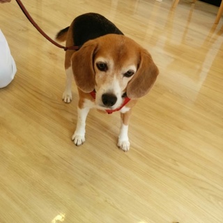 飼い主さんを亡くした「あおら」君です。