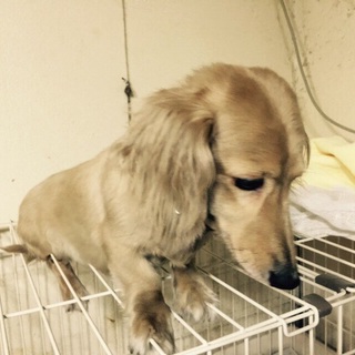 ダックス9歳 里親募集中