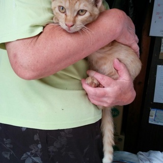 スレンダーな茶とら君です。