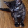 黒猫(サビ柄)♀ 子猫 サムネイル2