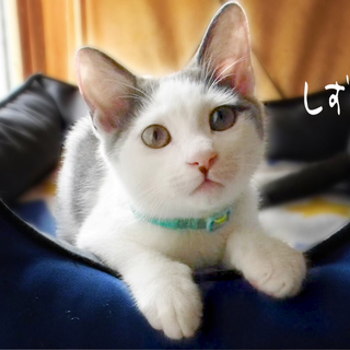 甘えん坊★抱っこ大好き★仲良し3兄弟