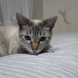 【ありがとうございました】避妊済 7ヶ月女の子