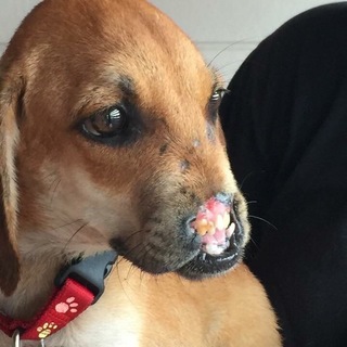 顔にハンデがありますが、とってもいい子！