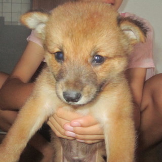 生まれたばかりのやんちゃな男の子です。