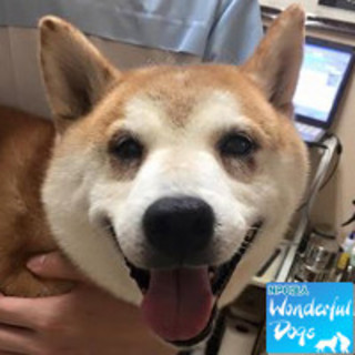 「キリン」推定11歳♂