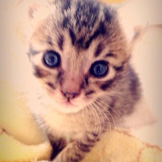 ♡おメメくりくり！キジトラ君です♡