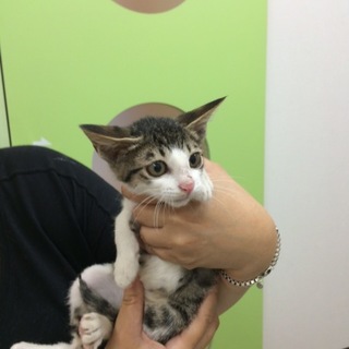 可愛いキジ白子猫　男の子