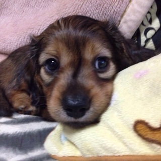 里親決定しました。