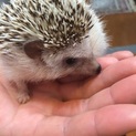 ハリネズミ男の子里親さん募集