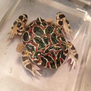 ベルツノガエルの里親募集