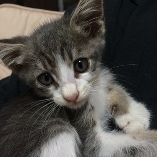 ハンデを克服！人懐っこいオス子猫