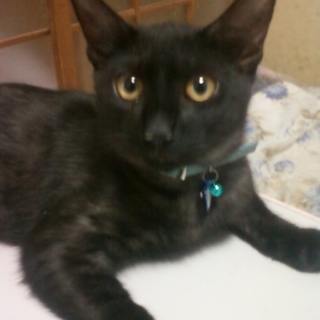 白ネコちゃんの兄弟の黒猫ちゃん♪