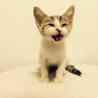 人間が大好きなサバトラ白♂