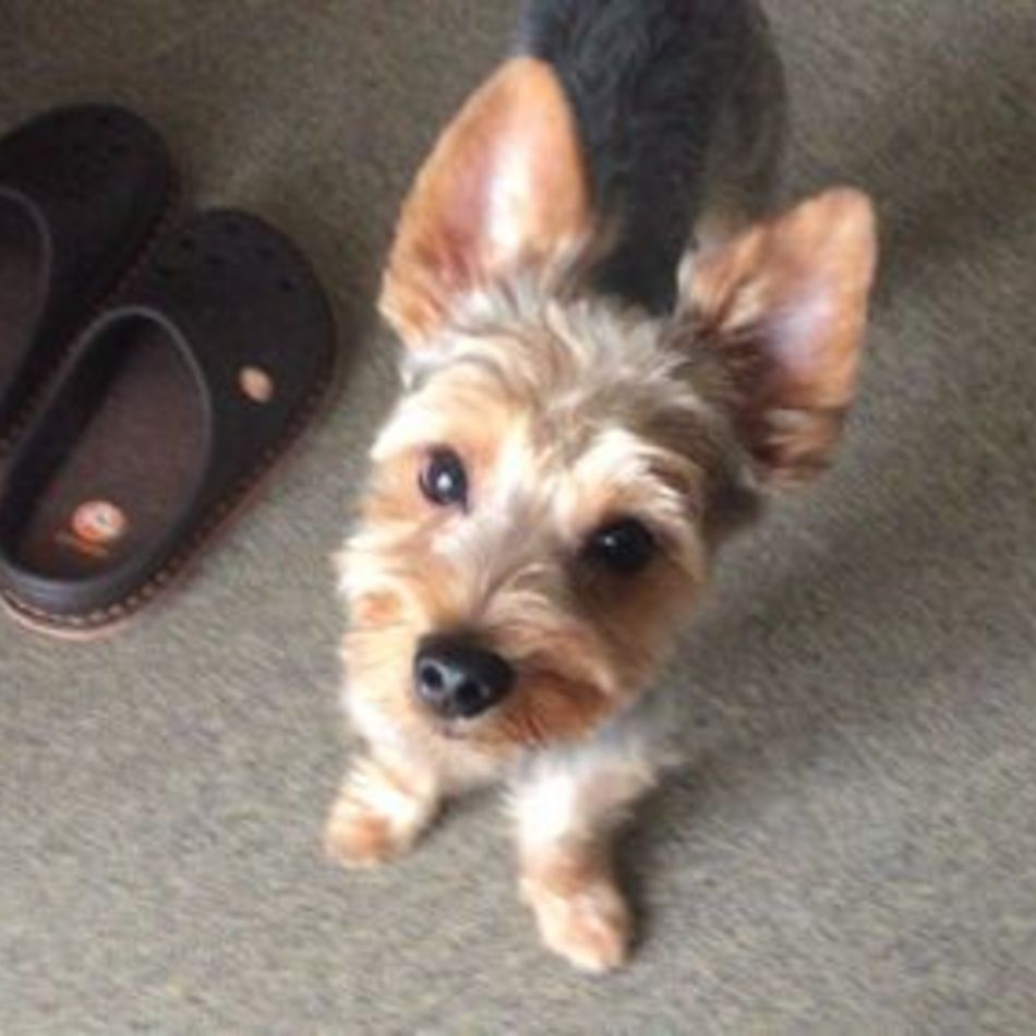 こじろうのカバー写真