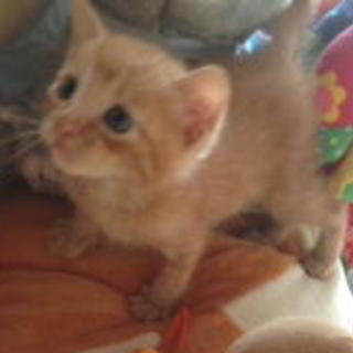 可愛い茶とらくん♪１ヶ月半男の子です(*´∀｀)