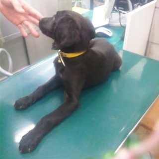 ボルゾイ×ワイマラナー２ヶ月里親様に恵まれました