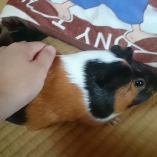 モルモット♀譲ります