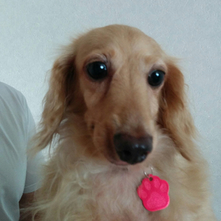 ４歳 小ぶりＭダックス　仮名　詩月（しづき）