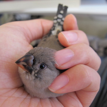 くちばしは黒からオレンジになります